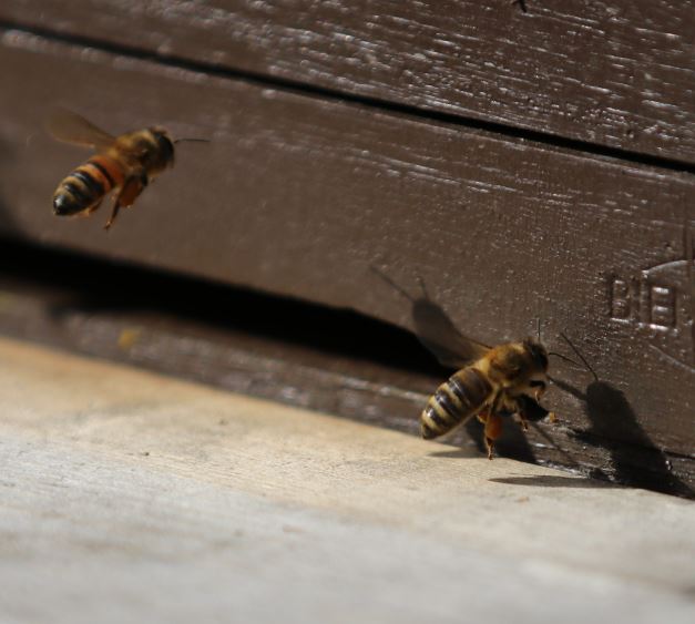 Bienen-Beute